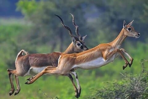 6-Daagse Masai Mara, Nakuru en Naivasha groepssafari