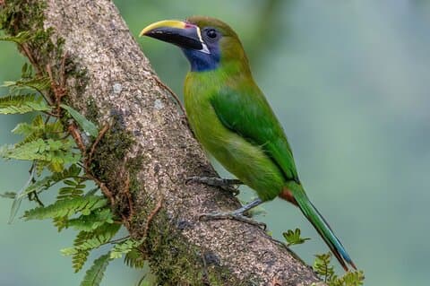 Toucan Tour In Monteverde