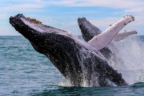 Bacardi Whale Watching - Slut sæson 30. marts