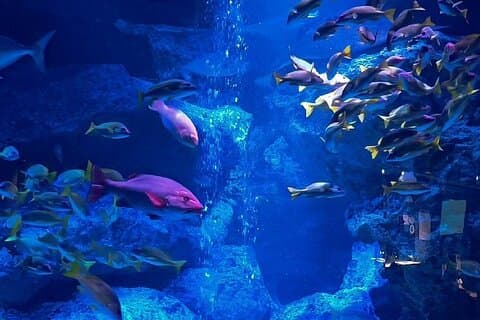 Sumida Aquarium Ticket Tokio