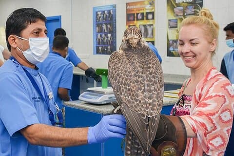 Abu Dhabi Falcon Hospital Tour med Expert Guide