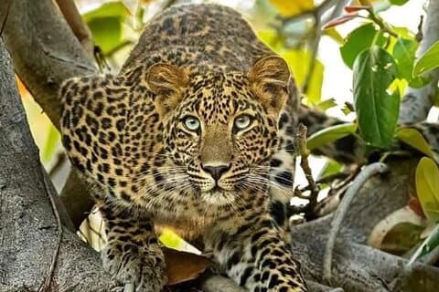 Mehrtägiges Masai Mara Safari Abenteuer