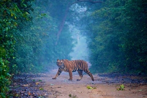 Pune an Jim Corbett: 3-tägige Doppelsafari-Wildtiertour