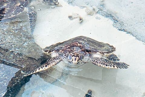 Beachcomber Island dagtrip Fiji's authentieke eiland ervaring