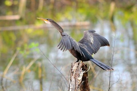 Observación de aves en barco a través del lago Gatún