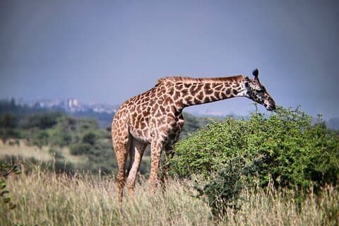 3-dagers Maasai Mara Safari tur