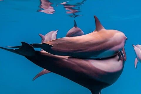 Dolphin Adventure; Salaam Cave; Kuza Cave; Paje Beach; The Rock