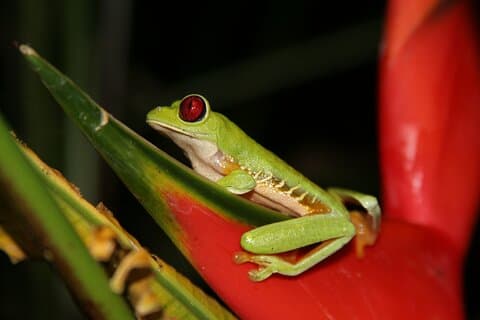 Jungle Night Walk i Manuel Antonio