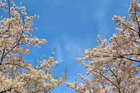 Seoul Cherry Blossom wandeltocht naar Gyeongui Line Park