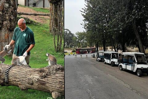 Roma: Inngangsbillett til dyrehagen + Villa Borghese Golf Cart Tour