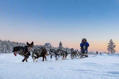 Sunset Zen Husky Tour