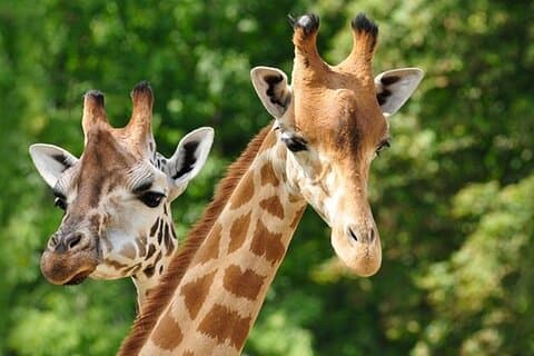 Esplora Giraffe Center e Blixen Museum