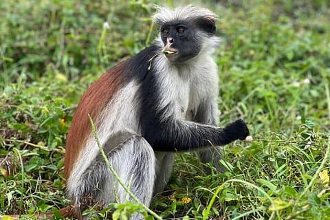 Jozani Forest, Spice Farm and Stone Town