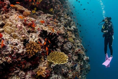 Mnemba Island, Baraka Aquarium and Sunset Cruise Full Day Tour