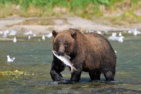 Haines Wildlife Safari
