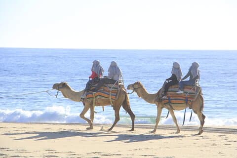 The Ultimate Camel Safari Experience in Los Cabos