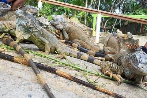 Leguana Park Tour mit Insel Abenteuer