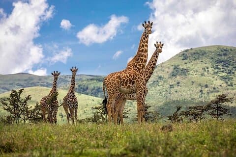 Full Day Excursion to Arusha National Park