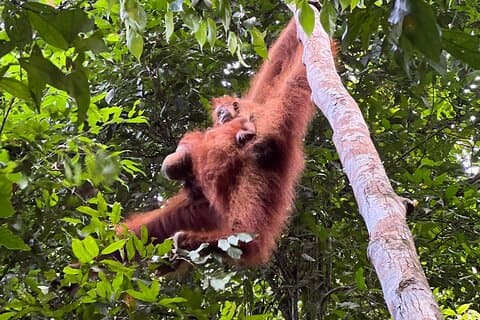 North Sumatra Highlights in 7 Days and 6 Nights Adventure