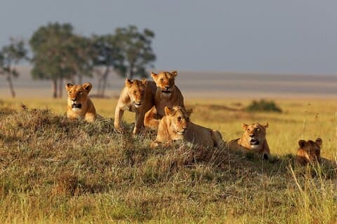 5-dages safari Mikumi Udzungwa og Nyerere Nationalpark