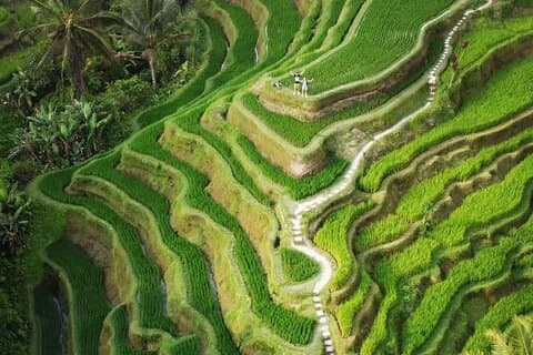 Ubud Tour: Apskog, Risterrass, Vattenfall, Vattentempel
