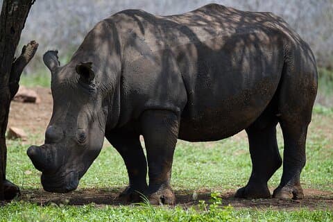 Budget Safari de Durban