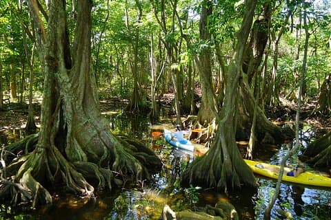Excursión guiada en kayak por Étang Mitan y su manglar