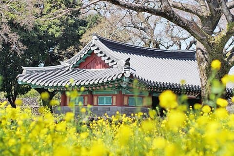 (Hotel PickUp) Jeju EAST Canola Flower Festival Tour avec UNESCO