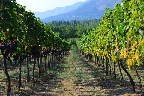 Région viticole privée de Peljesac - Expérience costumée