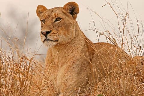 Safari guidé de 3 jours au parc national de Meru