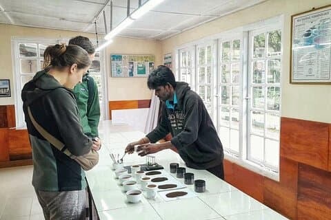 Excursión de té en Haputale con almuerzo en una casa de pueblo