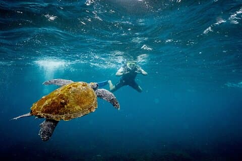 Snorkeling avec tortues – Réserve marine de l’île Cook