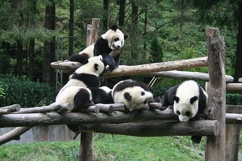 Wolong Panda Base Privat dagstur Valgfrit frivilligt arbejde
