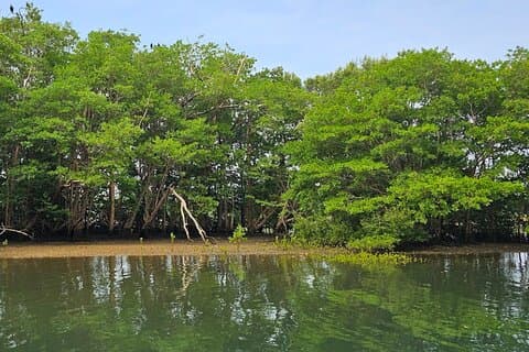 Mangrove Boat Tour with Typical Lunch from Dreams Las Mareas