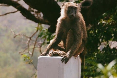3 Dias Exclusivo Naaya Safari to Mole National Park