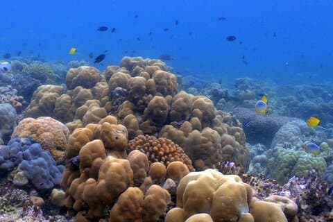 Luxury Private Speed Boat Charter with Coral Delight