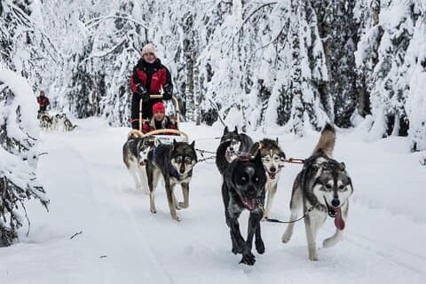 Husky hundspann erfarenhet