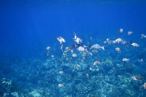 Roatan 3 Stop Snorkeling Adventure Starfish Blue Channel