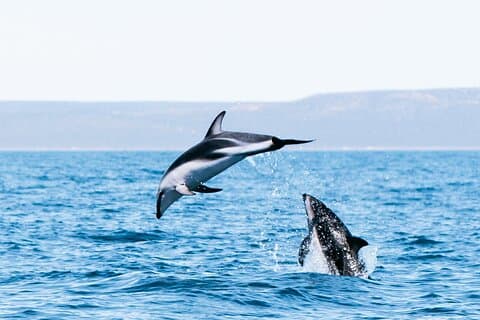Paseo Náutico en Búsqueda de Delfines