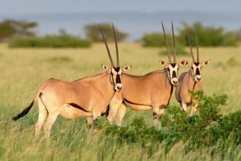 8 Tage Harar, Awash Safari und Bale Mountains Trip