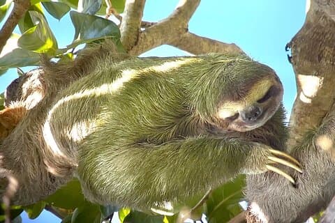 Parc national Manuel Antonio last minute