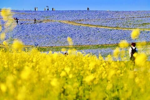 Spring Hitachi Seaside og Ashikaga flower park tur fra Tokyo