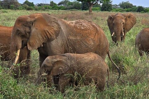 Hoteller i nærheden af Tsavo East National Park
