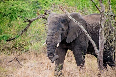 1 dag Akagera National Park Safari Adventure Quest