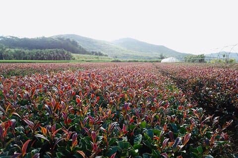 1 Day Purple Farm Tour from Nairobi Tea Tasting and Lunch