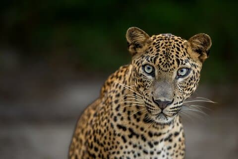 Safaris guidés dans le parc national de Yala