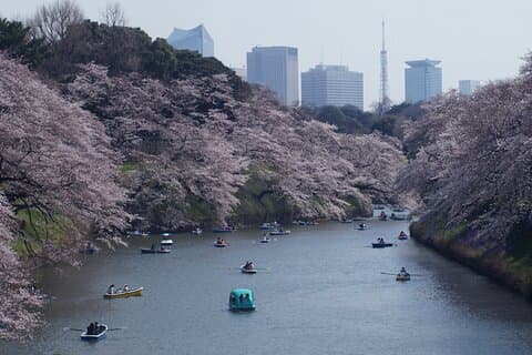 東京の桜の名所を1日で攻略
