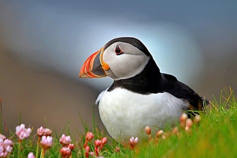 Puffin Boat Trip og Tantallon Castle Day Trip fra Edinburgh