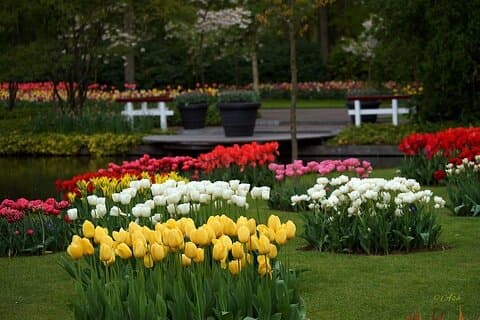 Keukenhof Gardens & Zaanse Schans 9 timmars dagstur från Amsterdam