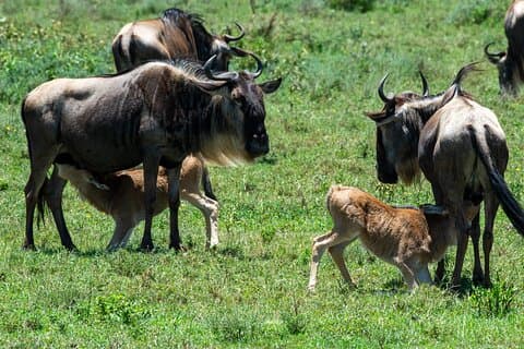 7 Días Wildebeest Cruce del Río Mara